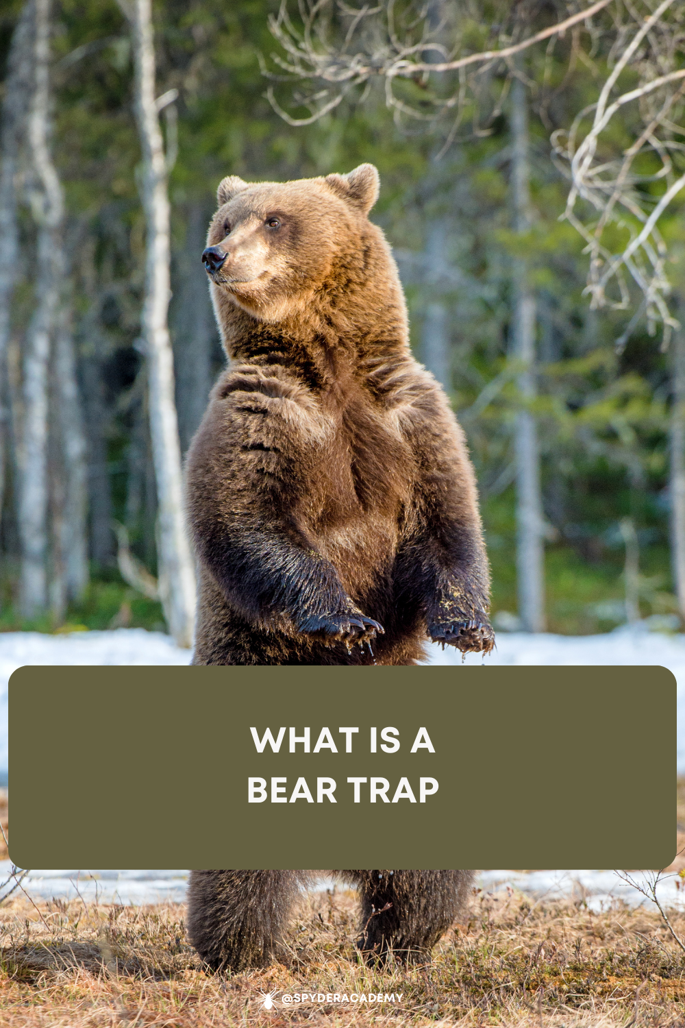 A Bear Trap is a deceptive market scenario where prices appear to be entering a bearish trend, enticing traders to short or sell. Just as despair sets in, the market reverses, catching those who fell for the trap off guard. It's a tale of false signals and unexpected turns.