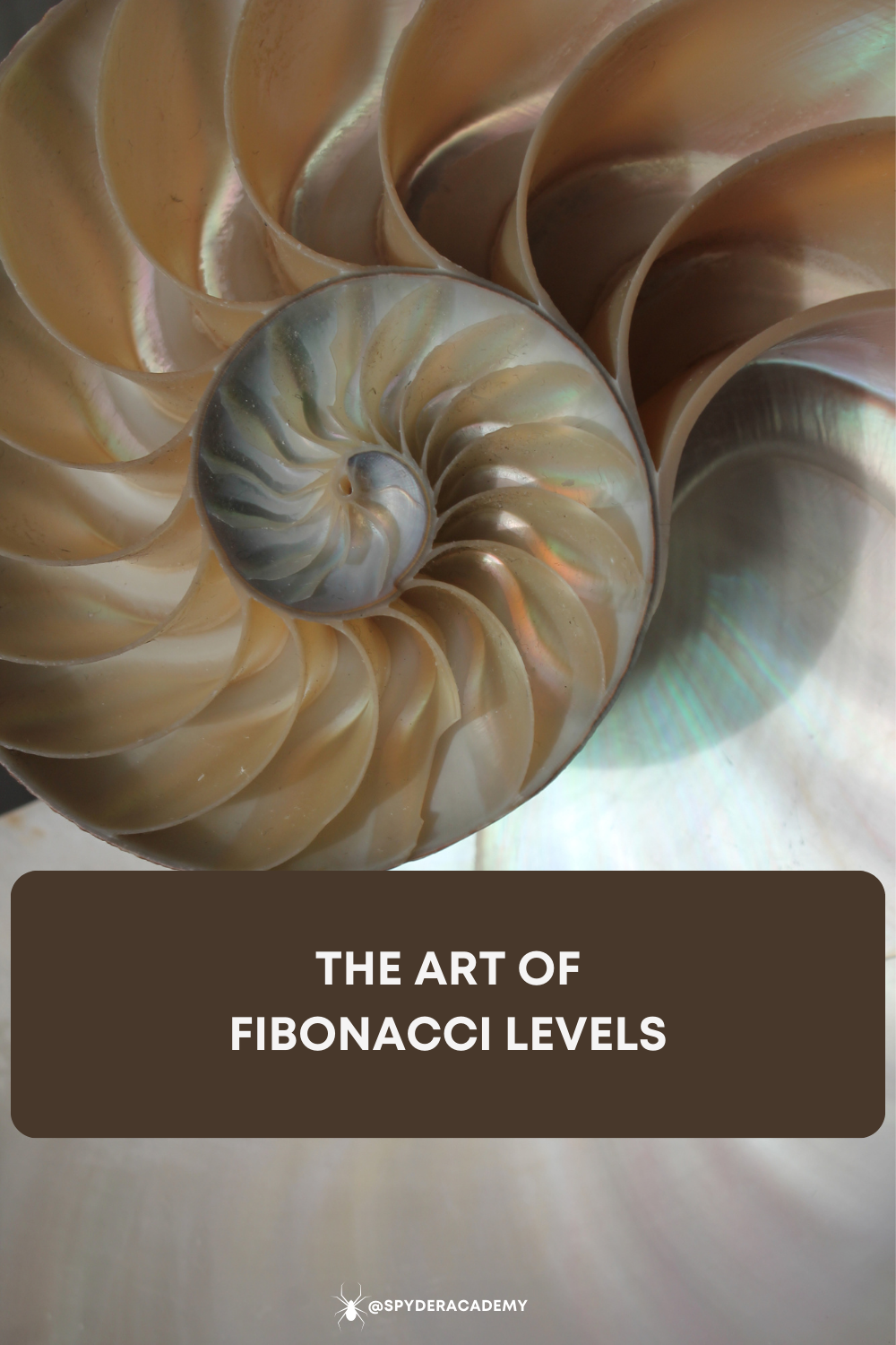 Unlock the power of Fibonacci retracements and extensions in your trading strategy.