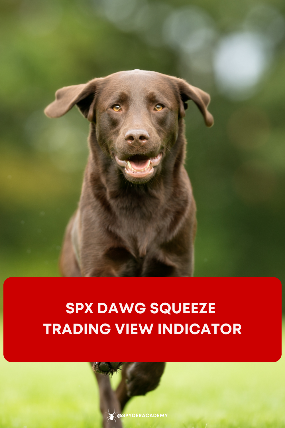 Introducing the proprietary DawgSqueeze Indicator, crafted exclusively for traders navigating the 3-minute chart of the SPX.